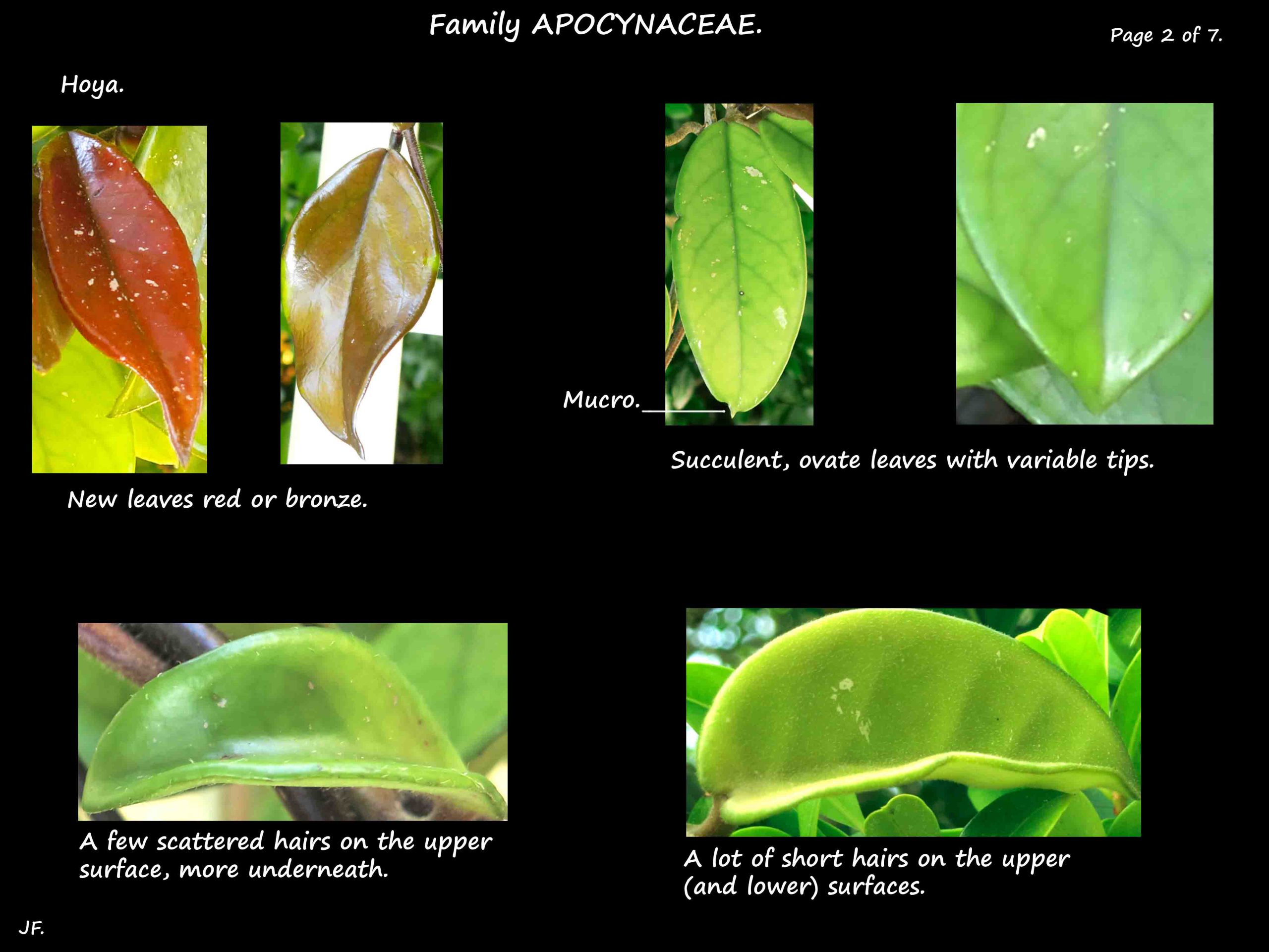2 Hoya leaves